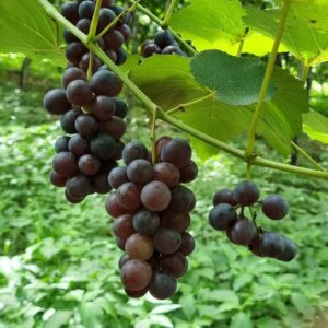 Natuba: vivência com as uvas